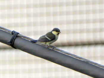 Japanese Tit 東京都港区 Mon, 5/10/2021