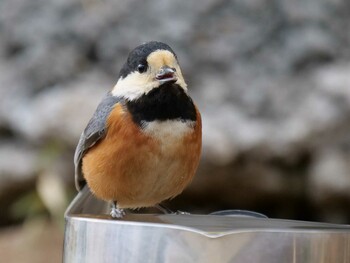 Varied Tit 埼玉県 Tue, 3/8/2022