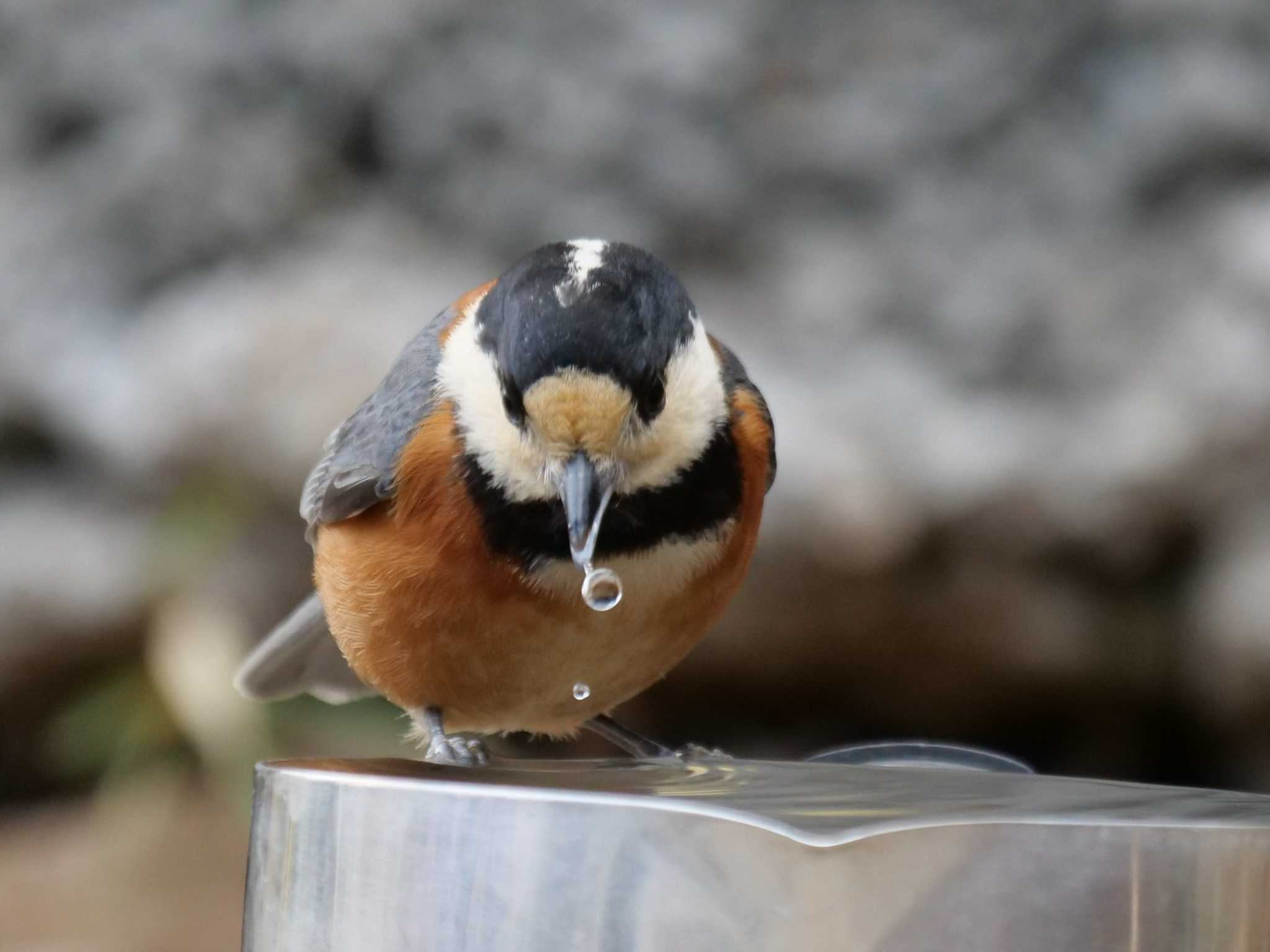 川に行かなくてすむから・・ by little birds