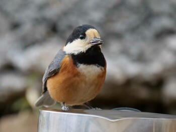 Varied Tit 埼玉県 Tue, 3/8/2022