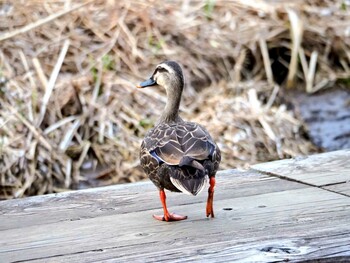 カルガモ 片倉城跡公園 2022年3月11日(金)