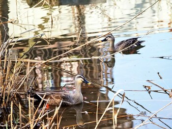 カルガモ 片倉城跡公園 2022年3月11日(金)