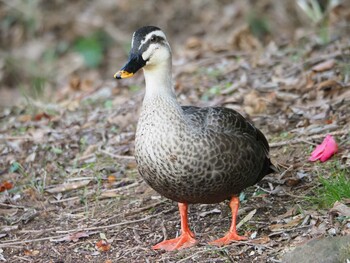 カルガモ 片倉城跡公園 2022年3月11日(金)