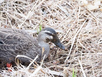 カルガモ 片倉城跡公園 2022年3月11日(金)