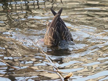 カルガモ 片倉城跡公園 2022年3月11日(金)