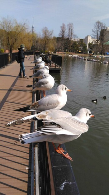 Mon, 3/7/2022 Birding report at Shinobazunoike