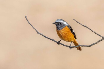 Daurian Redstart 石ケ谷公園 Tue, 2/1/2022