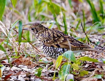 White's Thrush Higashitakane Forest park Sun, 2/28/2021