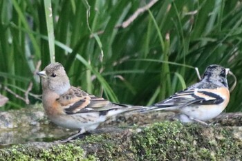 2022年3月12日(土) 京都御苑の野鳥観察記録