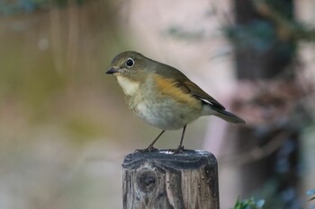 Red-flanked Bluetail Kyoto Gyoen Sat, 3/12/2022