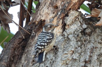 Japanese Pygmy Woodpecker 仙元山(深谷市) Sat, 2/12/2022