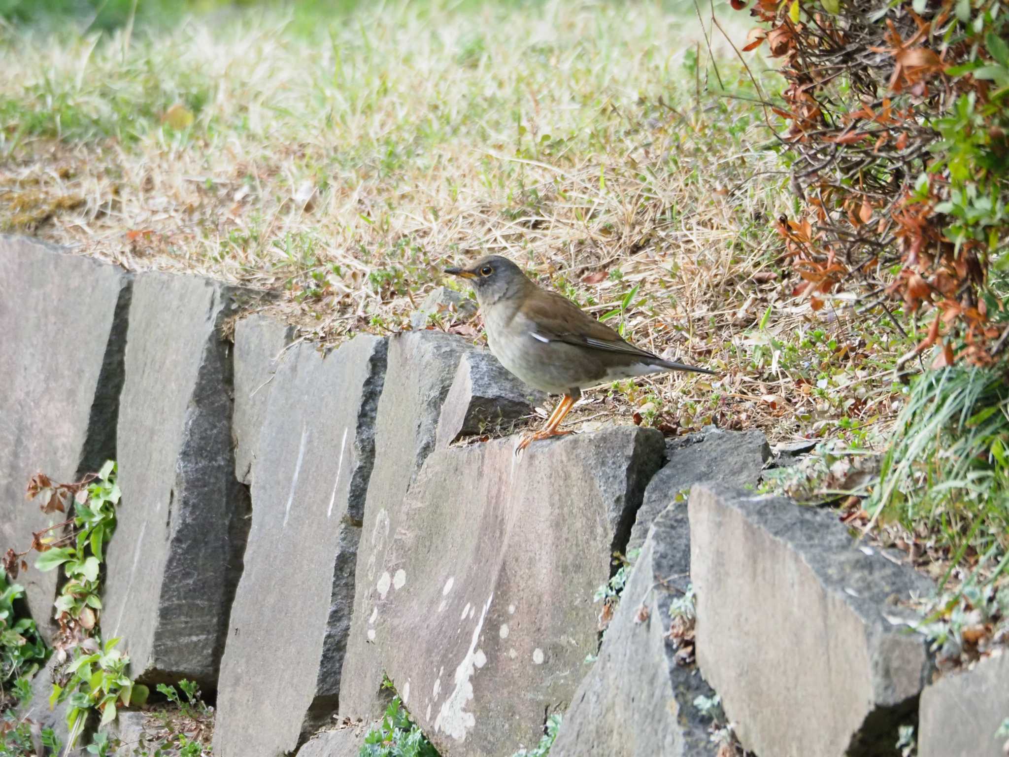 片倉城跡公園 シロハラの写真 by まめカメラ