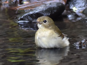 Narcissus Flycatcher Unknown Spots Wed, 10/18/2017