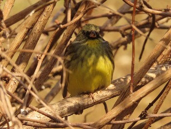 2022年3月12日(土) 座間谷戸山公園の野鳥観察記録