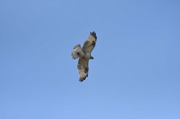 Mon, 3/7/2022 Birding report at Watarase Yusuichi (Wetland)