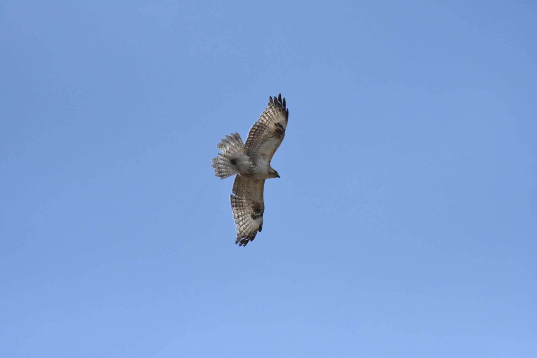 Eastern Buzzard