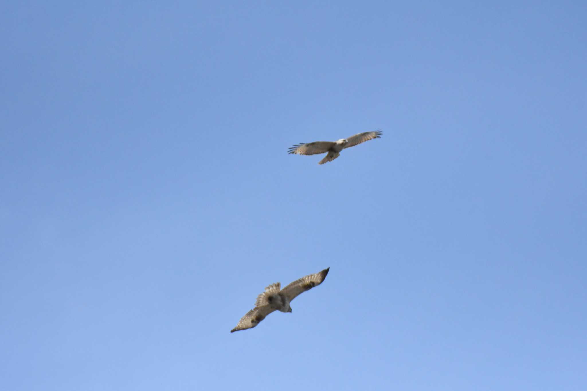 Eastern Buzzard