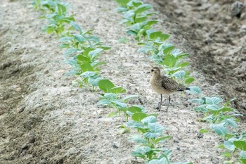 ムナグロ 兵庫県明石市 2016年10月16日(日)