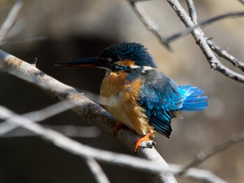 カワセミ こども自然公園 (大池公園/横浜市) 2022年3月12日(土)