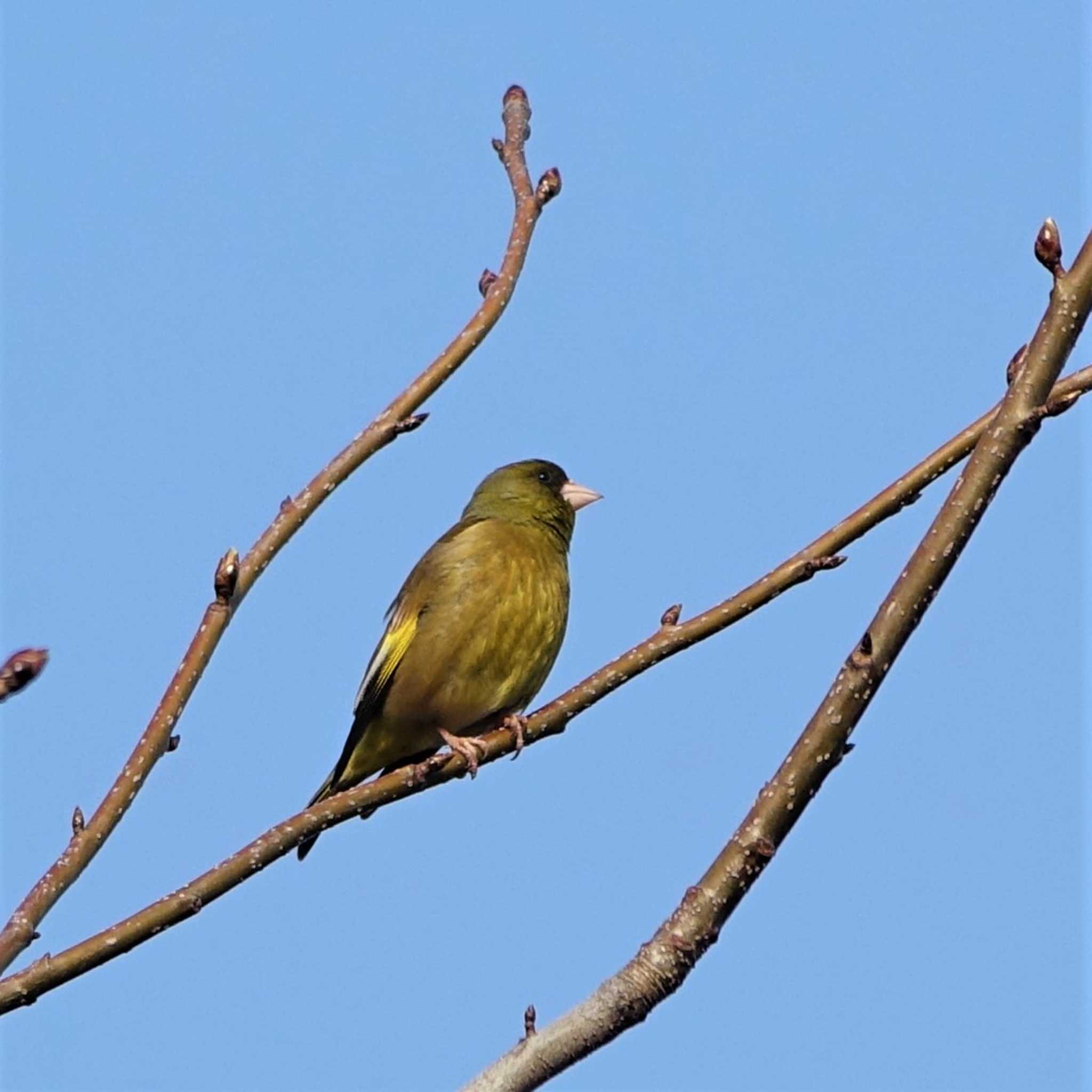 ロクハ公園(滋賀県草津市) カワラヒワの写真 by bmont520