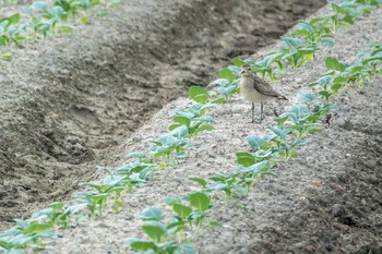 ムナグロ 兵庫県明石市 2016年10月16日(日)