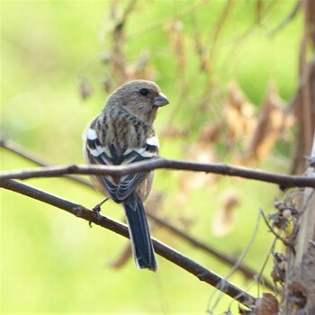 2022年3月12日(土) ロクハ公園(滋賀県草津市)の野鳥観察記録