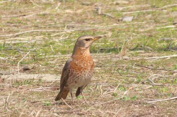 ハチジョウツグミ 祖父江ワイルドネイチャー緑地 2022年3月12日(土)