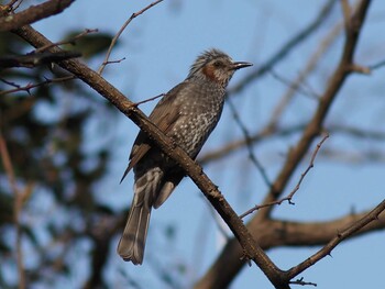 Sat, 3/12/2022 Birding report at 多摩川二ヶ領宿河原堰