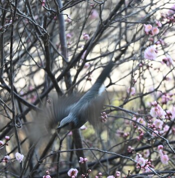 2022年3月12日(土) 宝梅の野鳥観察記録