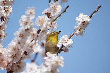 メジロ 湯島天神 2022年3月12日(土)