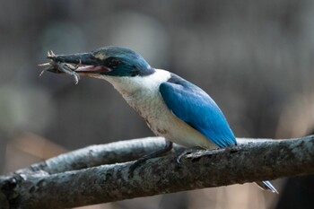 2022年3月12日(土) Pasir Ris Park (Singapore)の野鳥観察記録