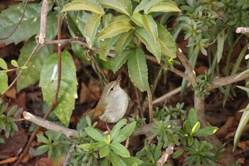Japanese Bush Warbler 川崎 Sat, 3/12/2022