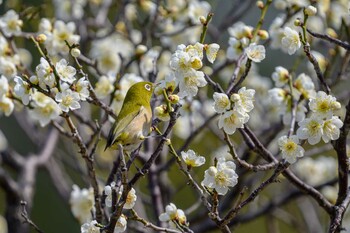 Warbling White-eye Hattori Ryokuchi Park Fri, 3/11/2022