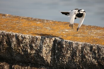 White Wagtail 多摩川 Sat, 3/12/2022