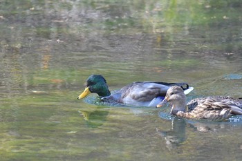 Mallard Senjogahara Marshland Wed, 10/18/2017