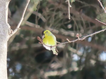 2022年3月12日(土) 真駒内公園の野鳥観察記録
