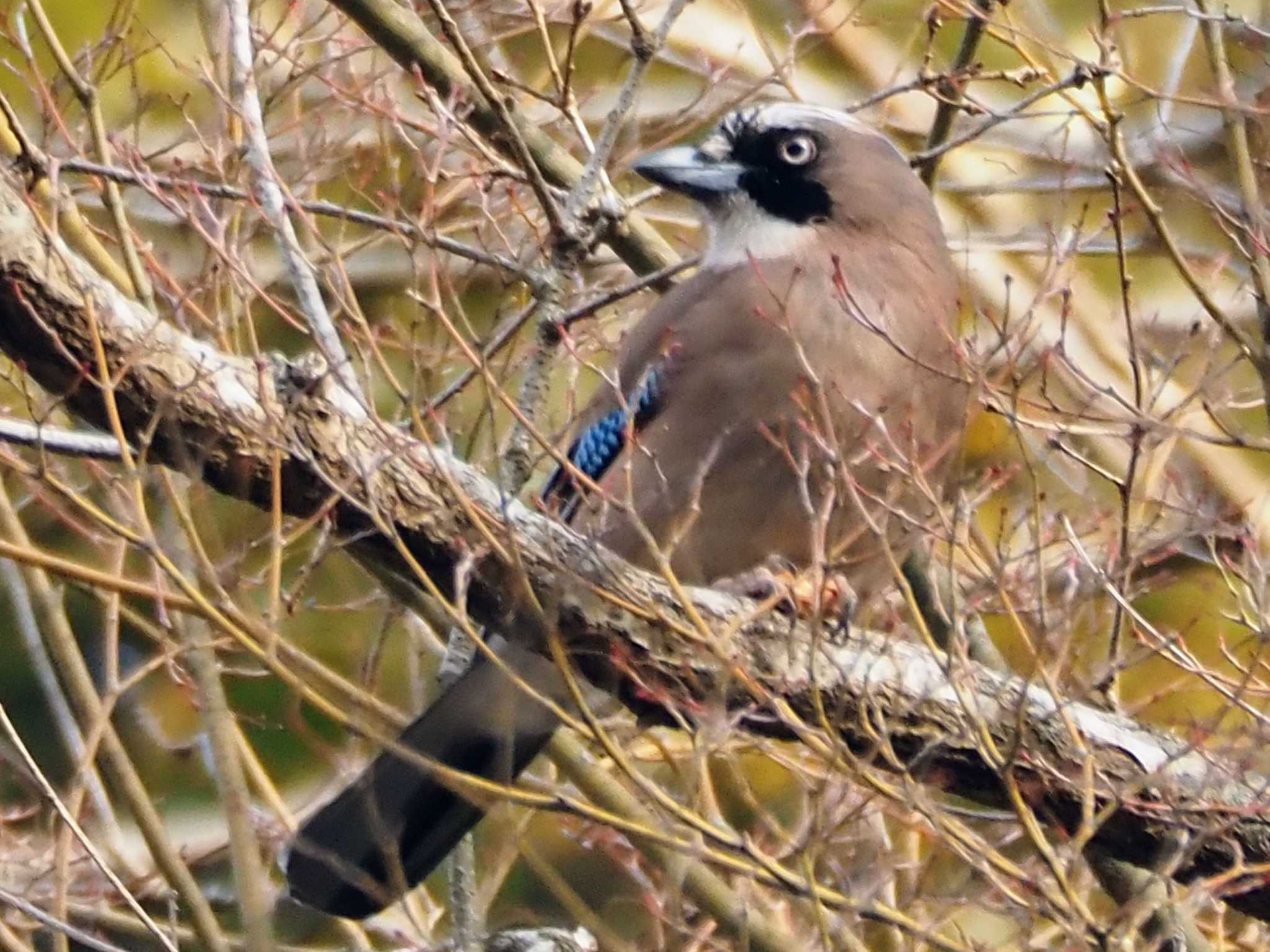 Photo of Eurasian Jay at 摩耶山 by 摩耶山55