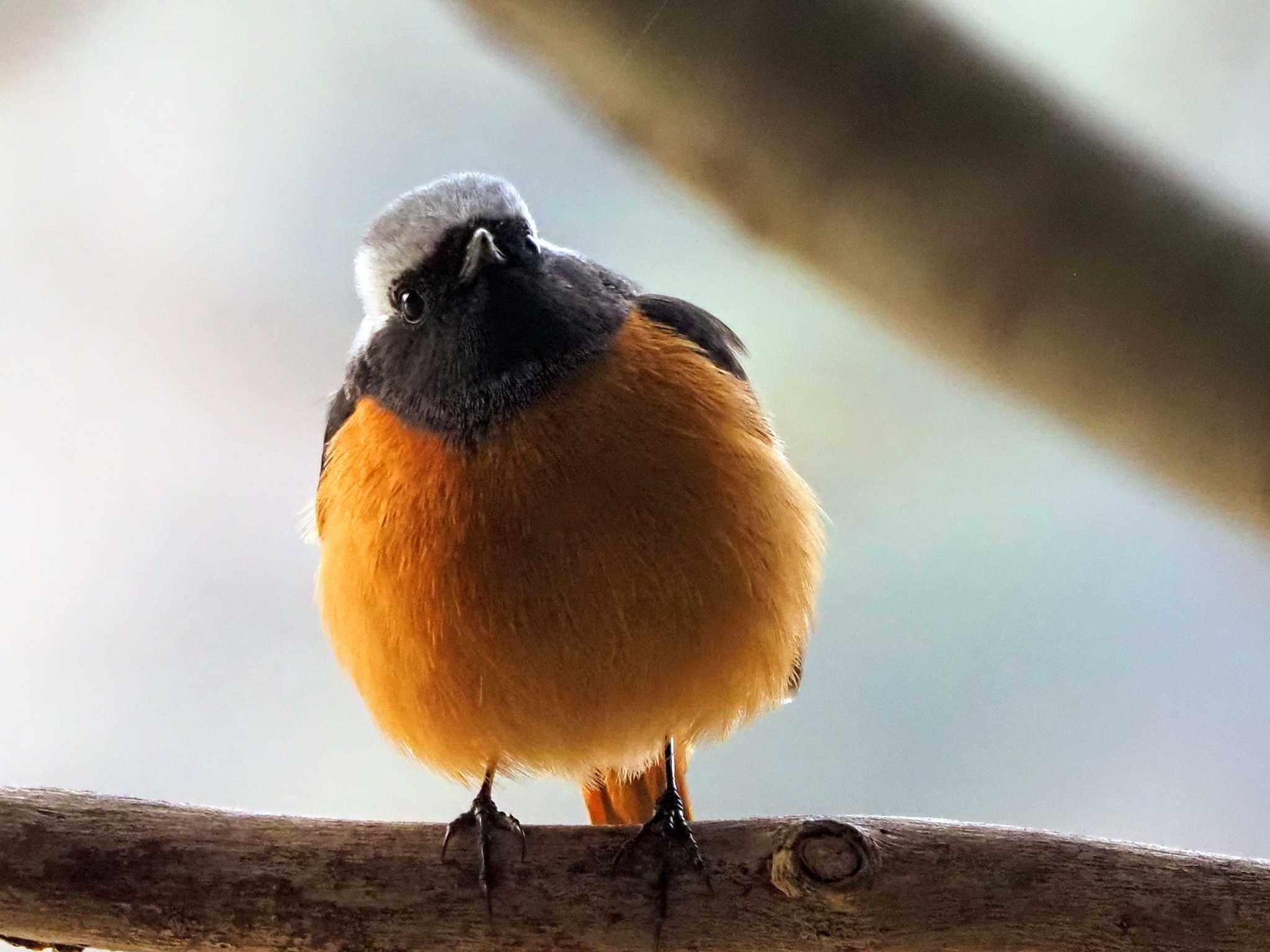 摩耶山 ジョウビタキの写真 by 摩耶山55