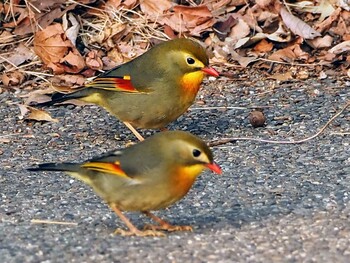 ソウシチョウ 摩耶山 2022年3月11日(金)