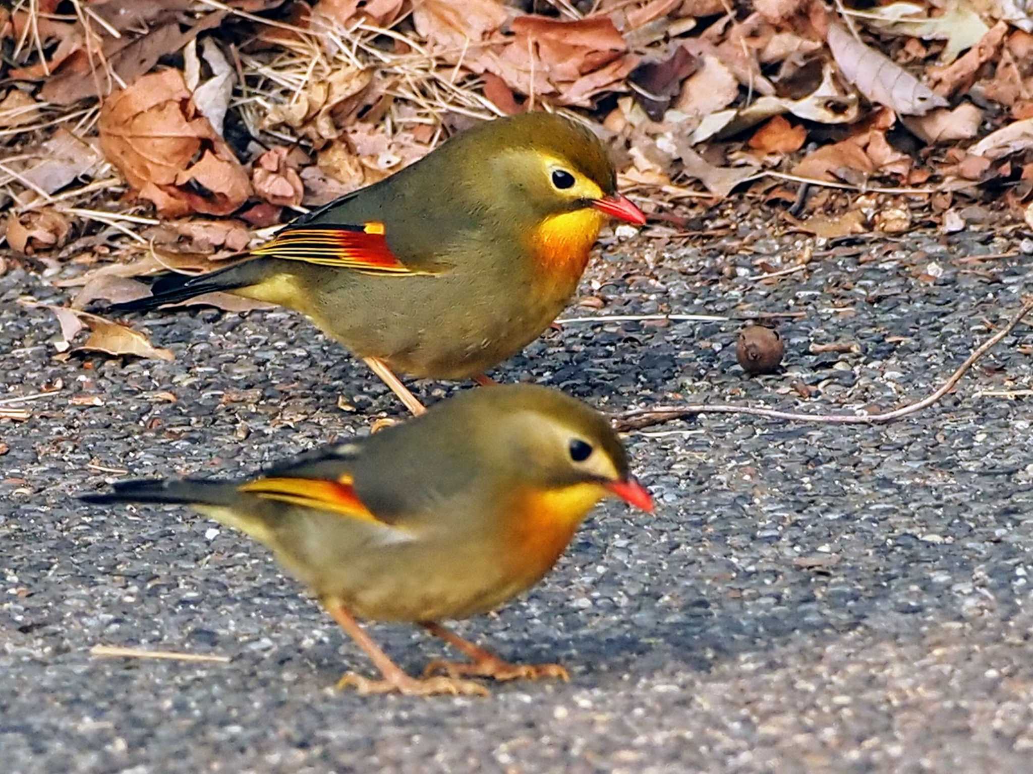 Photo of Red-billed Leiothrix at 摩耶山 by 摩耶山55
