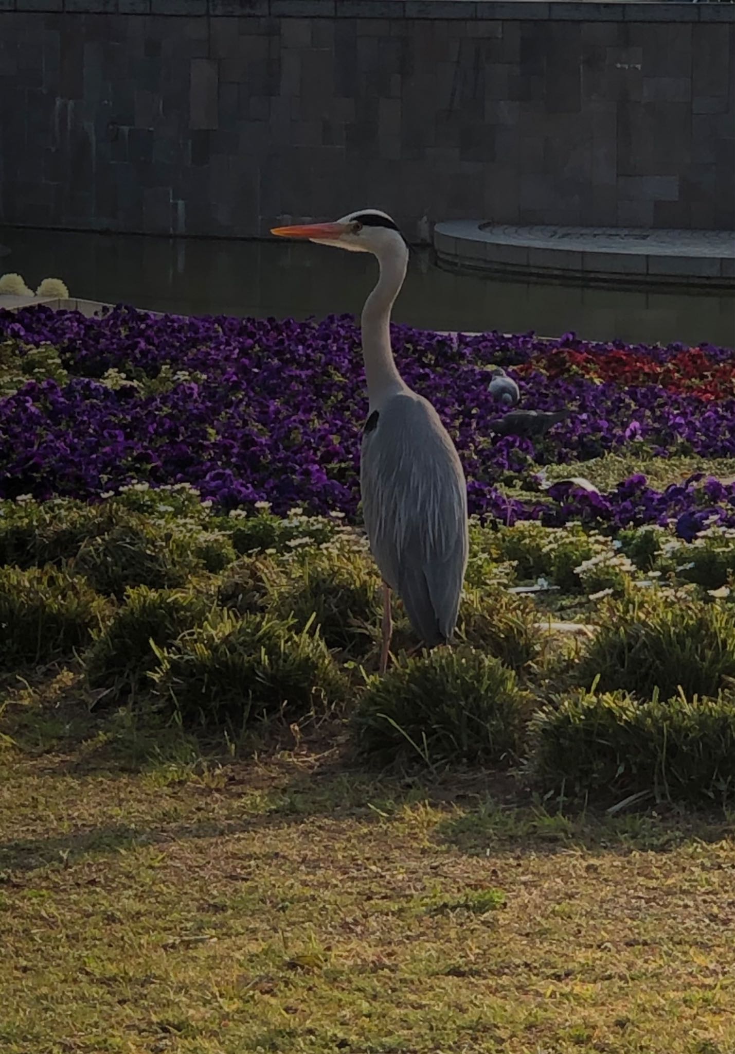 Photo of Grey Heron at 住吉大社 by アカウント6207