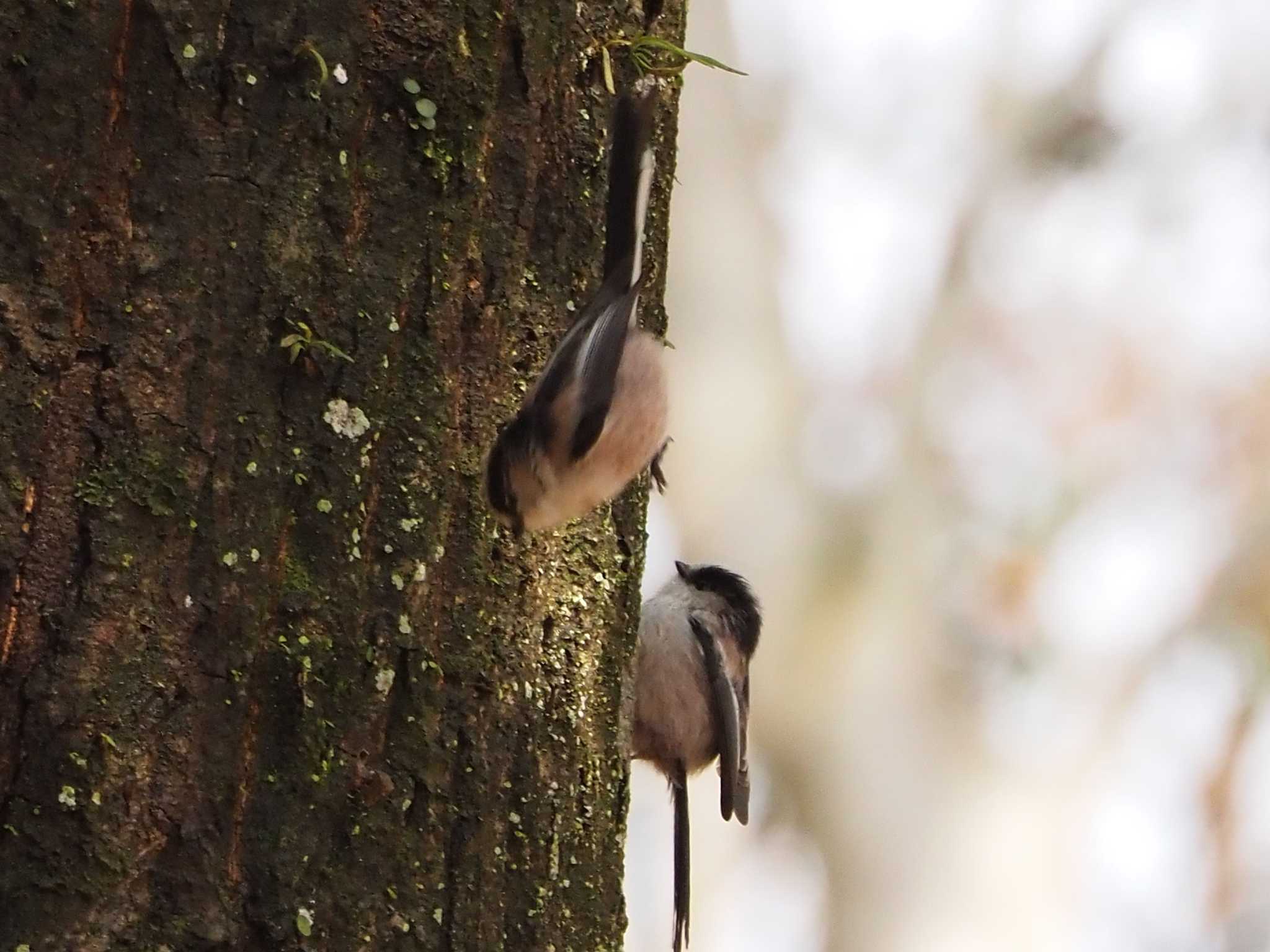 Photo of Long-tailed Tit at 摩耶山 by 摩耶山55