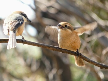 2022年3月12日(土) 石神井公園の野鳥観察記録