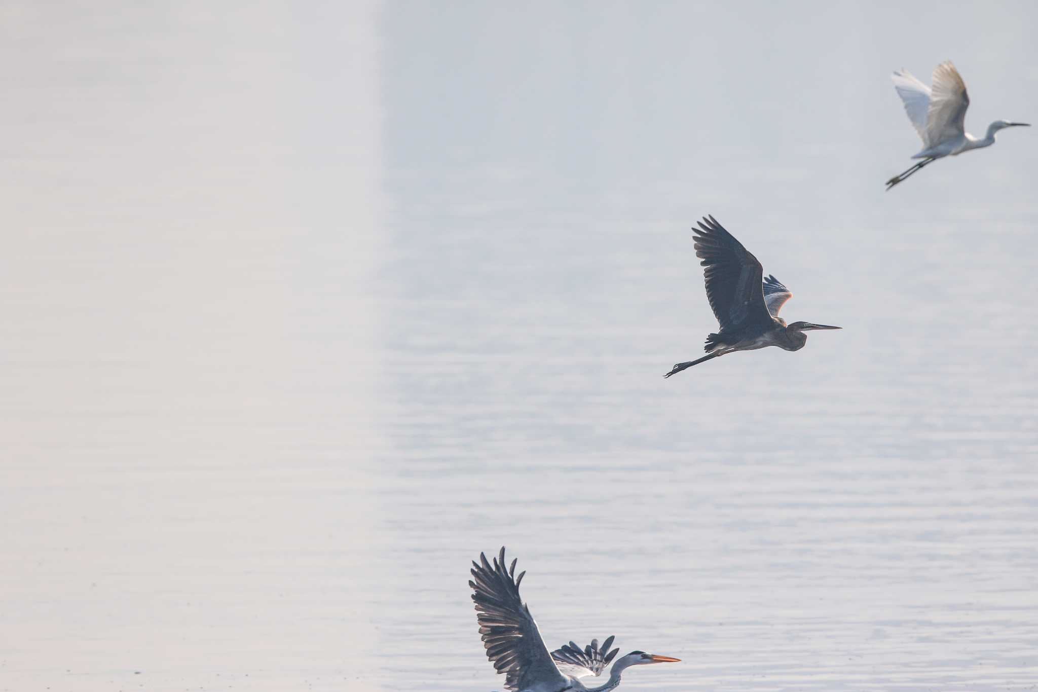 Purple Heron