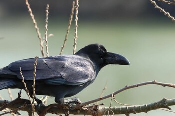 Large-billed Crow 県営馬見丘陵公園 Unknown Date