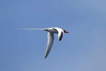 アカハシネッタイチョウ Galapagos Islands(Ecuador) 2017年9月17日(日)