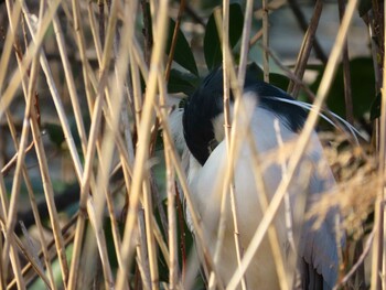 ゴイサギ 井の頭公園 2022年3月10日(木)