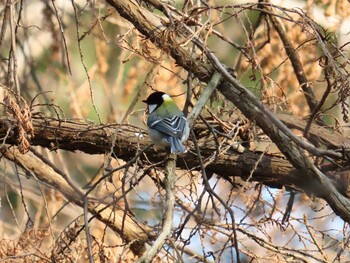 シジュウカラ 井の頭公園 2022年3月10日(木)