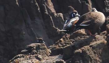 2022年3月12日(土) 平磯海岸の野鳥観察記録