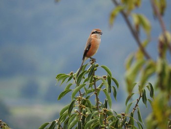 Bull-headed Shrike Unknown Spots Sat, 9/30/2017